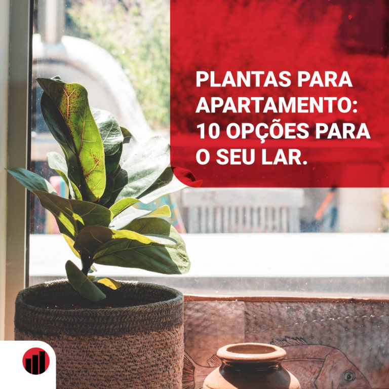 Plantas para apartamento: 10 opções para seu lar